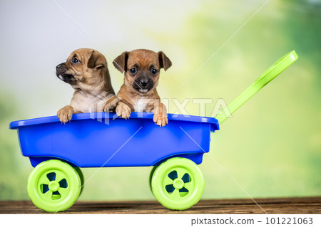Beautiful little puppies in a toy wagon Beautiful little puppies in a toy wagon 101221063