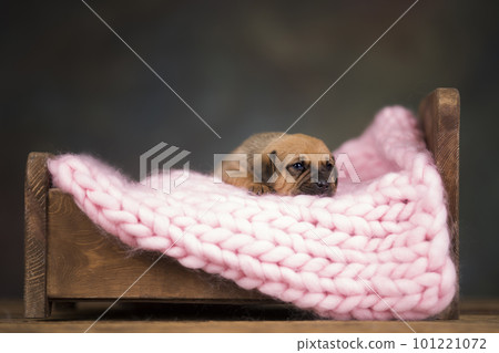 Little puppy breed is sleeping 101221072