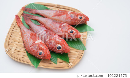 Fresh fish | Kichiji (Kinki) Fresh fish | Kichiji (Kinki) 101221373
