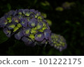 Hydrangea at night 101222175