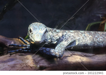 Ao Hoso蜥蜴 101222941