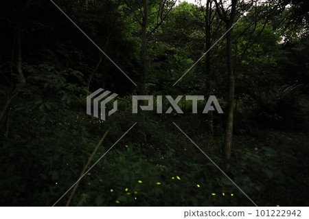 螢火蟲 101222942