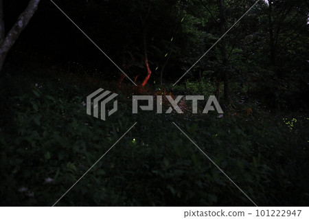 Firefly Firefly 101222947