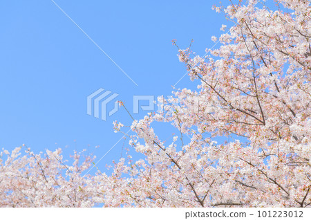 Sakura that shines in the blue sky 101223012