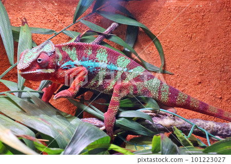 堅持分支的變色龍 101223027