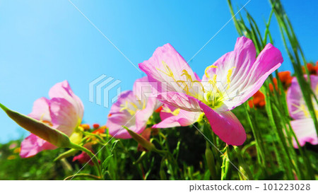 山Zakikimi之花 101223028