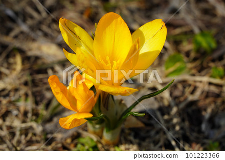Crocus (Spring in Hokkaido) 101223366