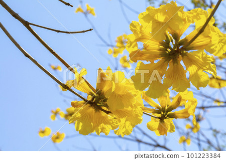 黃花風鈴木, 風鈴木, 台灣, 黃花, 風鈴草, 風鈴草, 台灣, 黃花 101223384