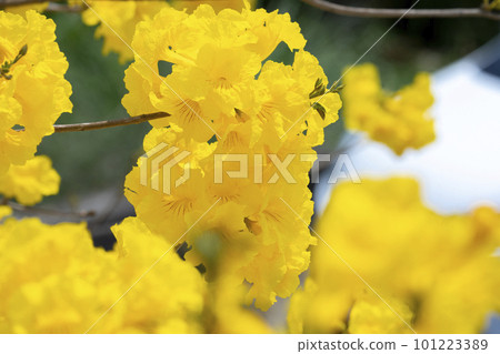 黃花風鈴木, 風鈴木, 台灣, 黃花, 風鈴草, 風鈴草, 台灣, 黃花 黃花風鈴木, 風鈴木, 台灣, 黃花, 風鈴草, 風鈴草, 台灣, 黃花 101223389