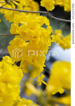 yellow flower wind suzuki, wind suzuki, taiwan, yellow flower, campanula chinensis, campanula chinensis, taiwan, yellow flower 101223390
