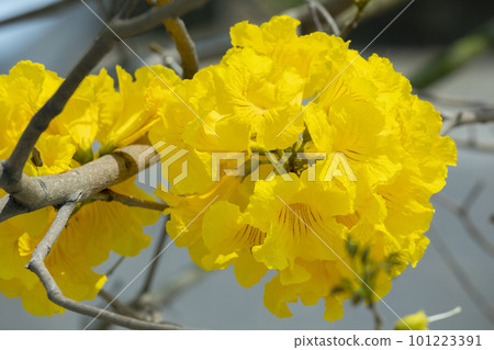 黃花風鈴木, 風鈴木, 台灣, 黃花, 風鈴草, 風鈴草, 台灣, 黃花 黃花風鈴木, 風鈴木, 台灣, 黃花, 風鈴草, 風鈴草, 台灣, 黃花 101223391