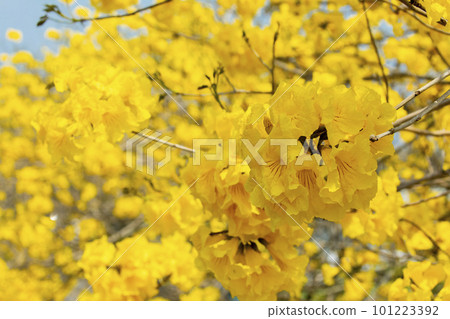 黃花風鈴木, 風鈴木, 台灣, 黃花, 風鈴草, 風鈴草, 台灣, 黃花 黃花風鈴木, 風鈴木, 台灣, 黃花, 風鈴草, 風鈴草, 台灣, 黃花 101223392
