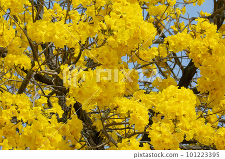 黃花風鈴木, 風鈴木, 台灣, 黃花, 風鈴草, 風鈴草, 台灣, 黃花 黃花風鈴木, 風鈴木, 台灣, 黃花, 風鈴草, 風鈴草, 台灣, 黃花 101223395