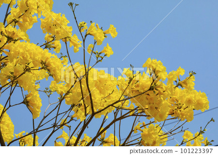 黃花風鈴木, 風鈴木, 台灣, 黃花, 風鈴草, 風鈴草, 台灣, 黃花 黃花風鈴木, 風鈴木, 台灣, 黃花, 風鈴草, 風鈴草, 台灣, 黃花 101223397