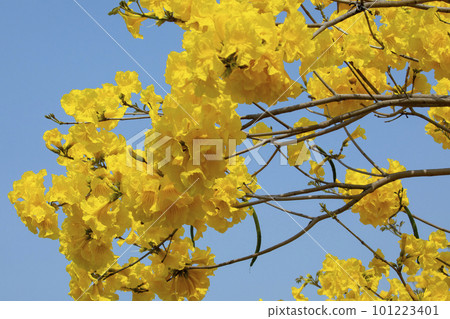 黃花風鈴木, 風鈴木, 台灣, 黃花, 風鈴草, 風鈴草, 台灣, 黃花 黃花風鈴木, 風鈴木, 台灣, 黃花, 風鈴草, 風鈴草, 台灣, 黃花 101223401