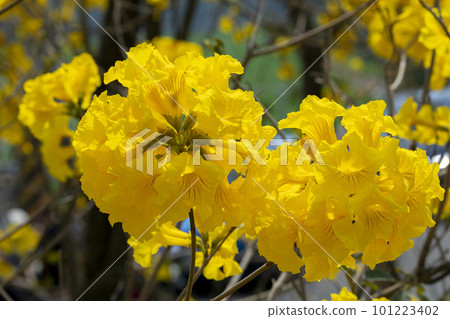 黃花風鈴木, 風鈴木, 台灣, 黃花, 風鈴草, 風鈴草, 台灣, 黃花 黃花風鈴木, 風鈴木, 台灣, 黃花, 風鈴草, 風鈴草, 台灣, 黃花 101223402