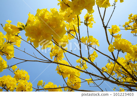 黃花風鈴木, 風鈴木, 台灣, 黃花, 風鈴草, 風鈴草, 台灣, 黃花 101223403