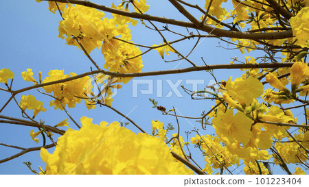 黃花風鈴木, 風鈴木, 台灣, 黃花, 風鈴草, 風鈴草, 台灣, 黃花 黃花風鈴木, 風鈴木, 台灣, 黃花, 風鈴草, 風鈴草, 台灣, 黃花 101223404