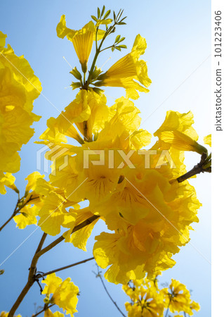 黃花風鈴木, 風鈴木, 台灣, 黃花, 風鈴草, 風鈴草, 台灣, 黃花 黃花風鈴木, 風鈴木, 台灣, 黃花, 風鈴草, 風鈴草, 台灣, 黃花 101223406