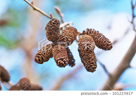 成熟的榿木漿果（春季、三月） 101223917