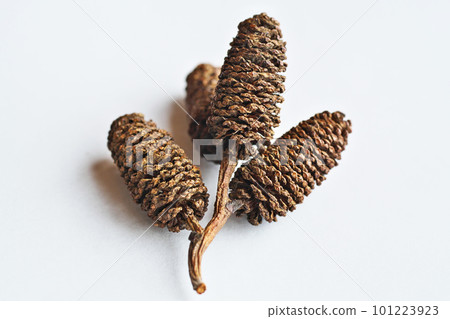 Mature alder berries (spring, March) 101223923