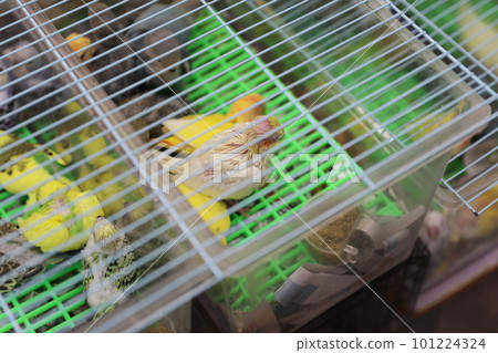 bird street bird street 101224324