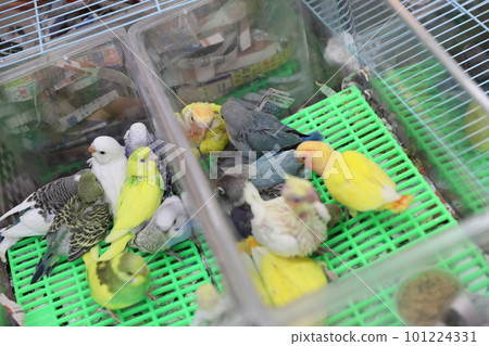 鳥街 鳥街 101224331