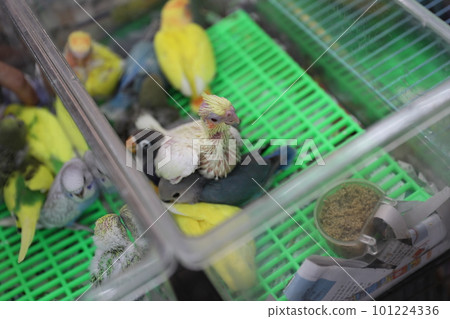 bird street bird street 101224336