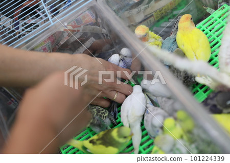 鳥街 鳥街 101224339