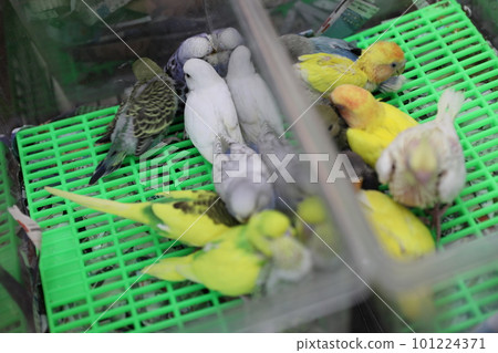 鳥街 101224371