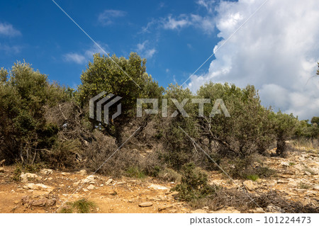 Olive trees, Giola lagoon, Greece Olive trees, Giola lagoon, Greece 101224473