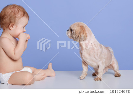 Horizontal shot of little boy with best friend pug dog puppy, child playing with puppy, cheeper looking smiling at animal isolated over blue background, baby wearing white nappy plays with dog. Horizontal shot of little boy with best friend pug dog puppy, child playing with puppy, cheeper looking smiling at animal isolated over blue background, baby wearing white nappy plays with dog. 101224678
