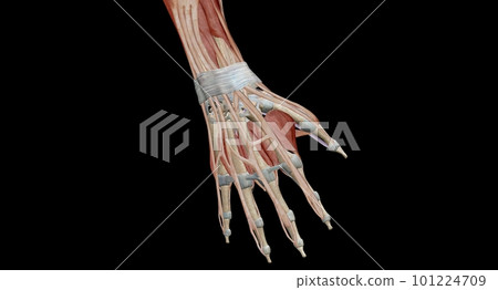 The hand and wrist are made up of many different bones, muscles 101224709
