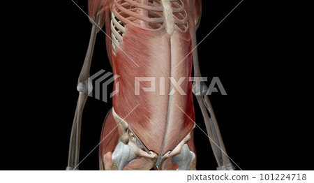 Your core muscles are the muscles deep in the abdomen and back t Your core muscles are the muscles deep in the abdomen and back t 101224718