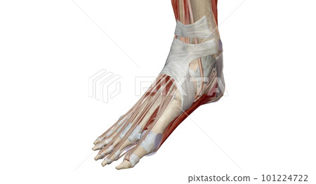 The ankle encompasses the ankle joint, an articulation between t 101224722