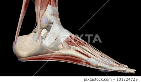 The ankle encompasses the ankle joint, an articulation between t 101224729