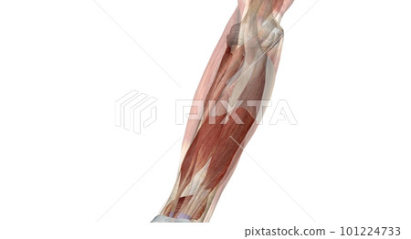 The elbow is the region between the upper arm and the forearm that surrounds the elbow joint. The elbow is the region between the upper arm and the forearm that surrounds the elbow joint. 101224733