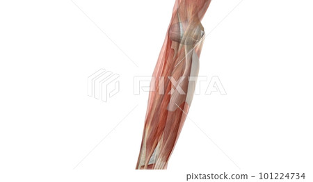 The elbow is the region between the upper arm and the forearm that surrounds the elbow joint. The elbow is the region between the upper arm and the forearm that surrounds the elbow joint. 101224734