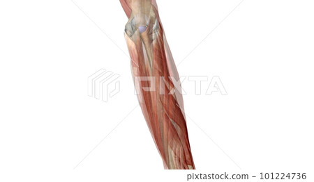 The elbow is the region between the upper arm and the forearm that surrounds the elbow joint. The elbow is the region between the upper arm and the forearm that surrounds the elbow joint. 101224736