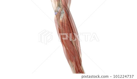 The elbow is the region between the upper arm and the forearm that surrounds the elbow joint. The elbow is the region between the upper arm and the forearm that surrounds the elbow joint. 101224737
