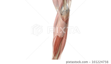 The elbow is the region between the upper arm and the forearm that surrounds the elbow joint. The elbow is the region between the upper arm and the forearm that surrounds the elbow joint. 101224738