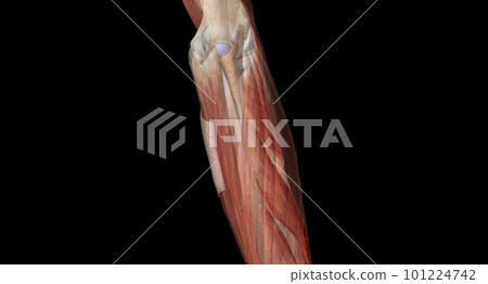The elbow is the region between the upper arm and the forearm that surrounds the elbow joint. The elbow is the region between the upper arm and the forearm that surrounds the elbow joint. 101224742