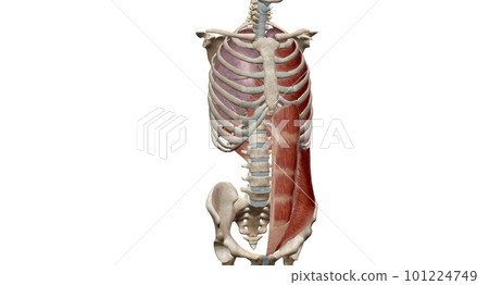 The lungs are a pair of spongy, air-filled organs located on eit The lungs are a pair of spongy, air-filled organs located on eit 101224749