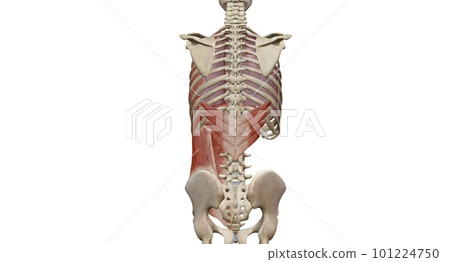 The lungs are a pair of spongy, air-filled organs located on eit 101224750