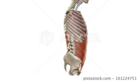The lungs are a pair of spongy, air-filled organs located on eit The lungs are a pair of spongy, air-filled organs located on eit 101224751