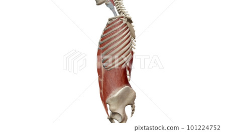 The lungs are a pair of spongy, air-filled organs located on eit The lungs are a pair of spongy, air-filled organs located on eit 101224752