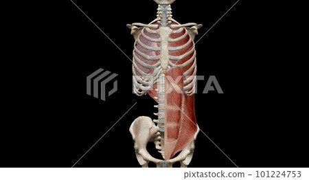 The lungs are a pair of spongy, air-filled organs located on eit 101224753
