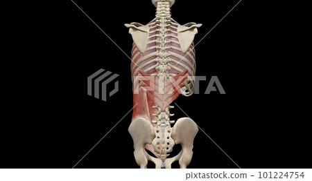The lungs are a pair of spongy, air-filled organs located on eit The lungs are a pair of spongy, air-filled organs located on eit 101224754