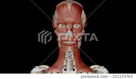 Muscles of the Head and Neck 101224763