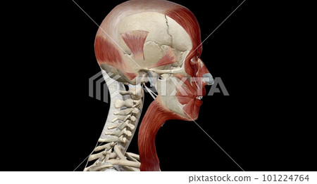 Muscles of the Head and Neck Muscles of the Head and Neck 101224764